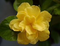 yellow double