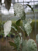 Sample size of Hoya you are bidding