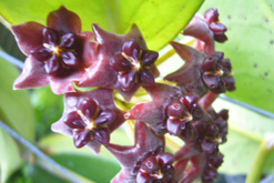 Lobbii
