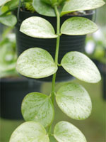 Sample size of Hoya you are bidding