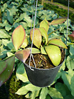 Sample size of Hoya you are bidding