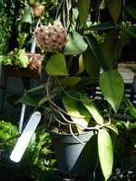 Sample size of Hoya you are bidding