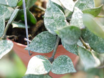 lacunosa