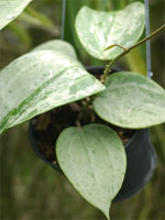 Sample size of Hoya you are bidding