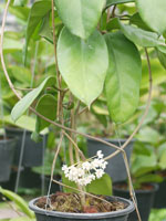 Sample size of Hoya you are bidding