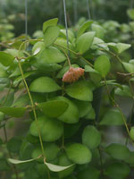 Sample size of Hoya you are bidding