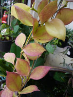 Sample size of Hoya you are bidding