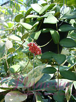 Sample size of Hoya you are bidding