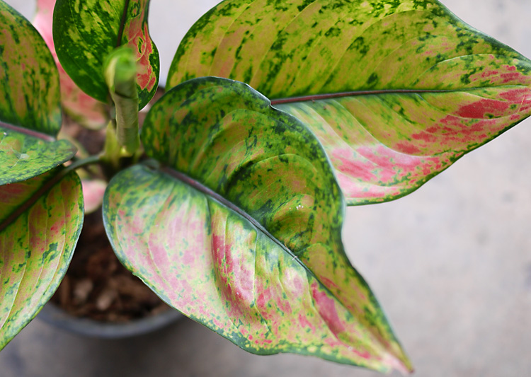 Aglaonema heng heng
