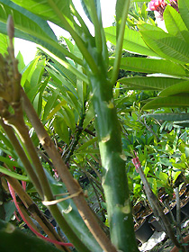 Violet Queen seedling..You are bidding..!!