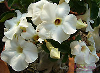 Lucky White