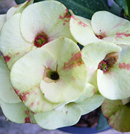 Midori