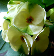 Numchai
