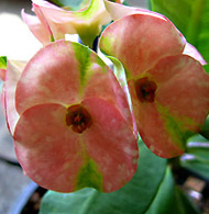 Porn Ying Yai