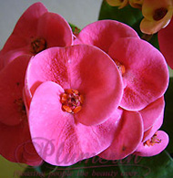 Siam Violet