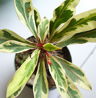 Variegated