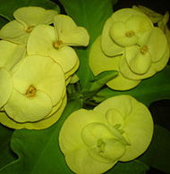 Warunchanok