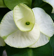 Euphorbia milii "Snow White"