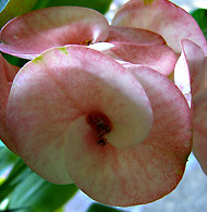 Euphorbia milii "Zara"