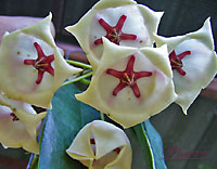 Archboldiana White