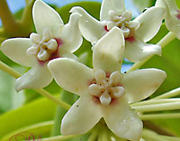 Australis