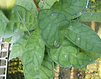 Callistophylla