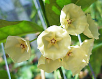Campanulata