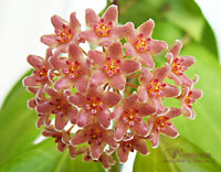 Camphorifolia