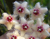 Caudata