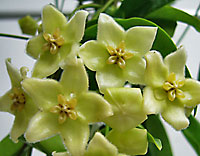 Chlorantha