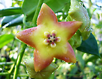 Cilliata