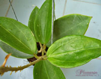 Cinamosifolia