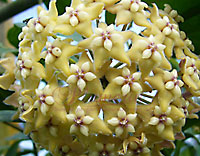 Coriacea