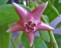Coronaria