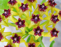 Cumingiana