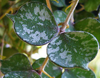 Curtisii
