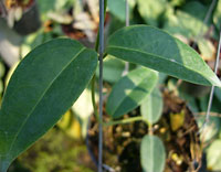 Denisii