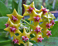 Densifolia