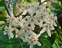 Elliptica