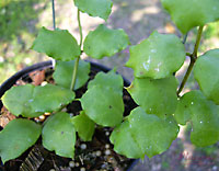 Endauensis