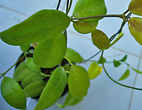 Flavida