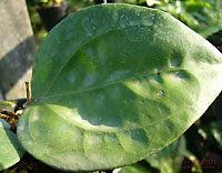 Glabra