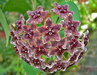 Globulifera