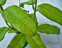 Globulosa