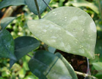 Graveolens