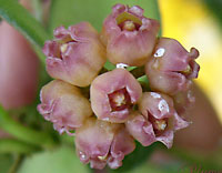 Heuschkeliana_pink