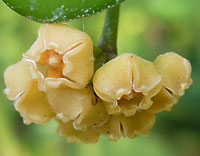 Heuschkeliana yellow