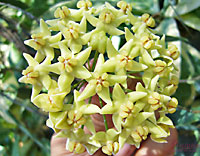 Hypolasia