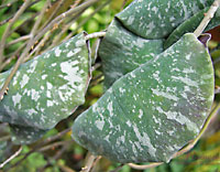 Imbricata