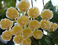 Imbricata "Big Flower"